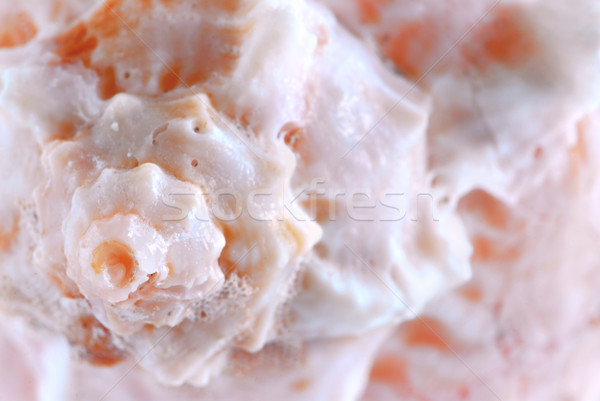 Seashell surface Stock photo © elenaphoto