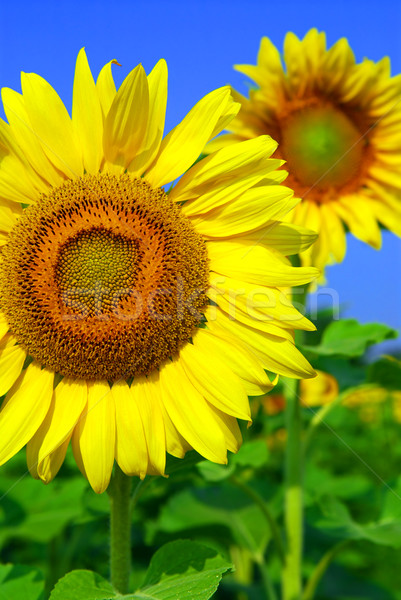 Sonnenblumen Bereich Sonnenblumen Blüte Himmel Stock foto © elenaphoto
