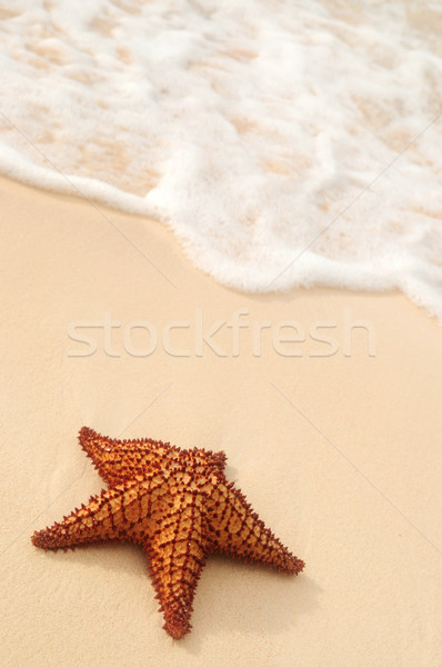 Starfish and ocean wave Stock photo © elenaphoto