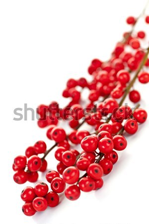 Red Christmas berries Stock photo © elenaphoto