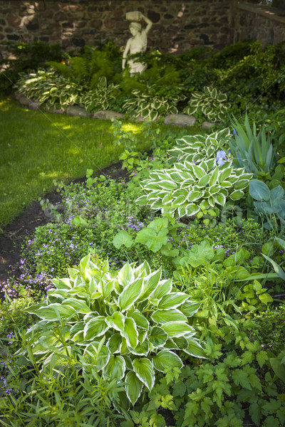 Schaduwrijk tuin weelderig groene zomer eeuwigdurend Stockfoto © elenaphoto