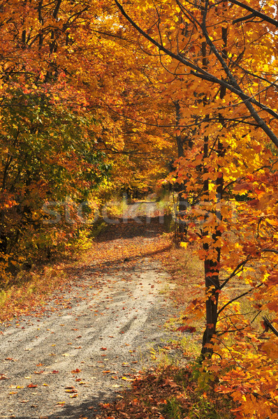 Fall forest Stock photo © elenaphoto