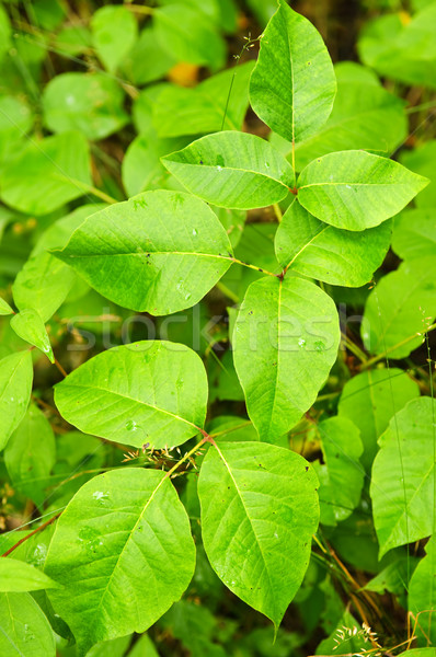 Poison lierre plantes croissant forêt toxique Photo stock © elenaphoto