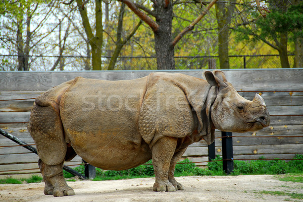 Rhinocéros africaine blanche Afrique animaux peau [[stock_photo]] © elenaphoto