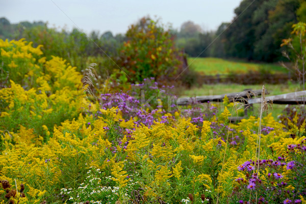 Foto d'archivio: Ontario · Canada · fiori · erba · foresta