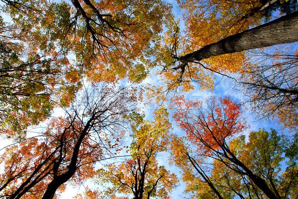 Stock photo: Treetops