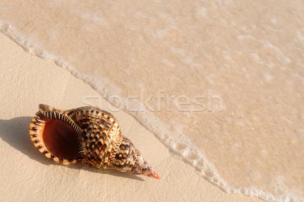 Seashell and ocean wave  Stock photo © elenaphoto