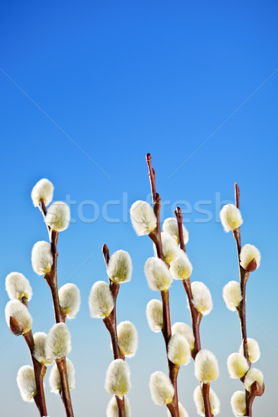 Voorjaar pussy wilg Blauw achtergrond Stockfoto © elenaphoto