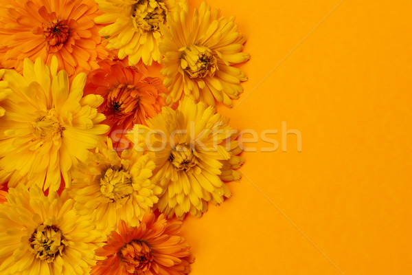 Calendula flowers background Stock photo © elenaphoto