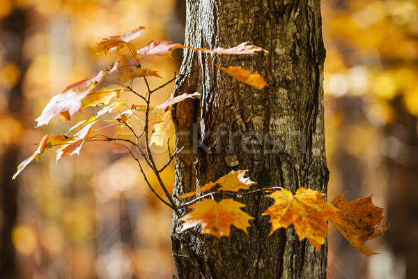 Orange automne érable branche arbre lumineuses [[stock_photo]] © elenaphoto