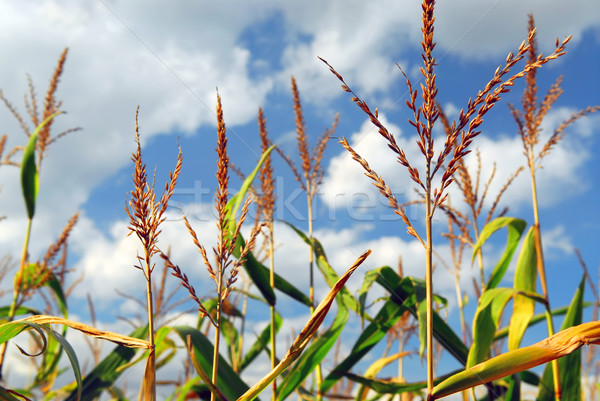 Zdjęcia stock: Kukurydza · dziedzinie · gospodarstwa · rozwój · Błękitne · niebo · chmury