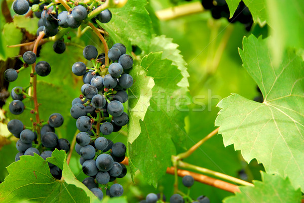 Struguri butuc fruct albastru fermă Imagine de stoc © elenaphoto