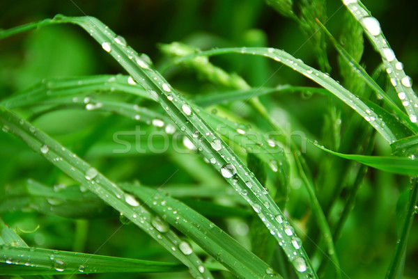 Green grass Stock photo © elenaphoto