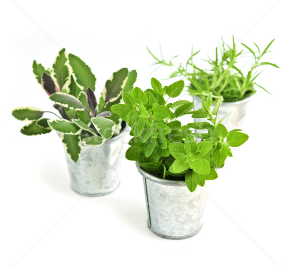 świeże zioła odizolowany biały metal gotować Zdjęcia stock © elenaphoto