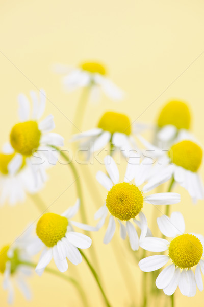 Chamomile flowers close up Stock photo © elenaphoto