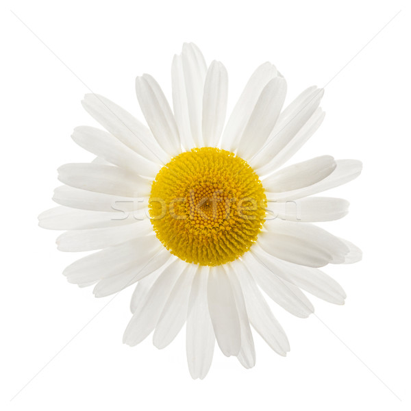 One daisy flower Stock photo © elenaphoto