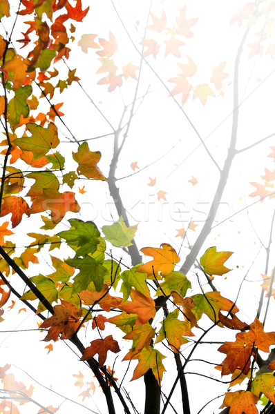 Caduta acero foglie sfondo albero rami Foto d'archivio © elenaphoto