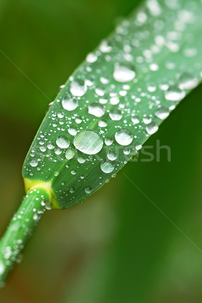Esőcseppek fű nagy vízcseppek zöld fű penge Stock fotó © elenaphoto