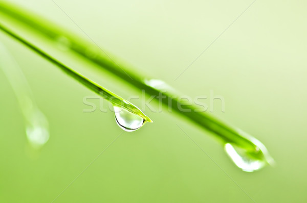Green grass blades with water drops Stock photo © elenaphoto