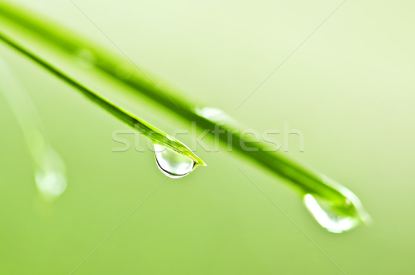 Grünen Gras Wassertropfen Gras abstrakten Natur Stock foto © elenaphoto