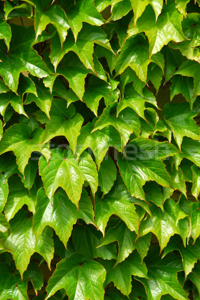 Stock photo: Green ivy