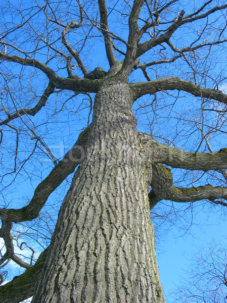 Edad roble invierno alto sin hojas árbol Foto stock © elenaphoto