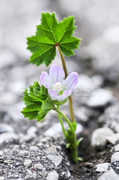 Flower growing from crack in asphalt Stock photo © elenaphoto