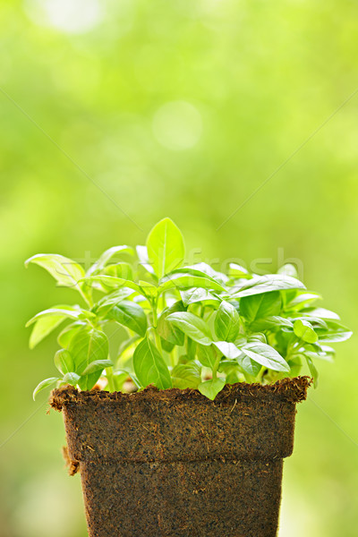 Green sweet basil plant Stock photo © elenaphoto