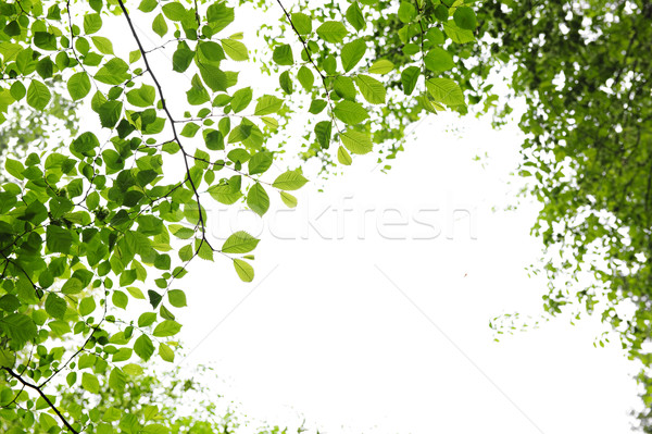 Grünen Frühling Blätter weiß isoliert Textur Stock foto © elenaphoto