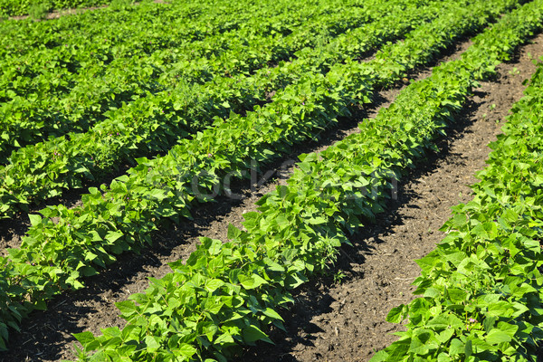 Stock photo: Rows of soy plants in a field