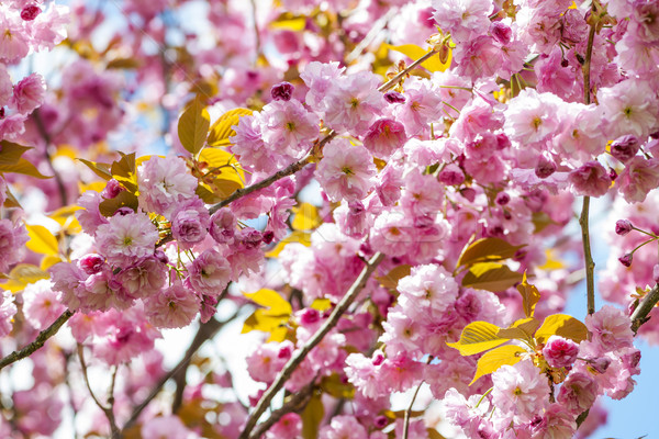 Foto stock: Primavera · cereja · árvore · rosa