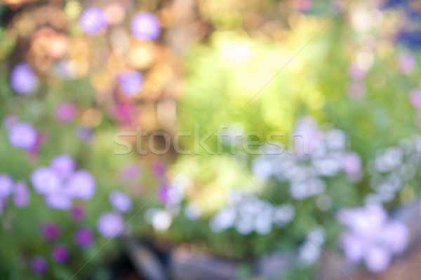 Giardino fiorito abstract offuscata fuori focus sfondo Foto d'archivio © elenaphoto