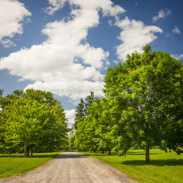 Foto stock: Bordo · árvores · verão · paisagem · rural