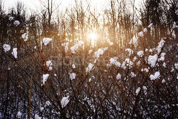 Setting sun in winter forest Stock photo © elenaphoto