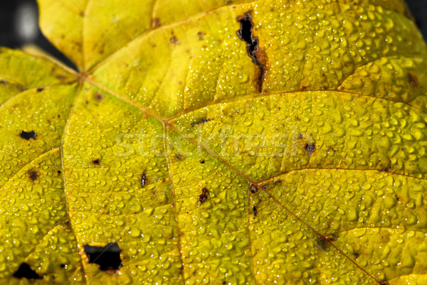 Autumn leaves macro Stock photo © elenaphoto