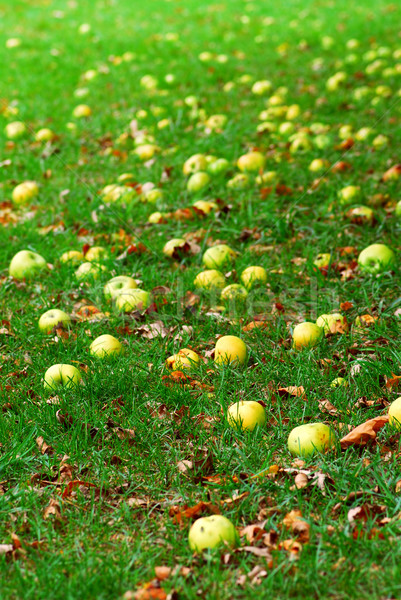 Fallen apples Stock photo © elenaphoto