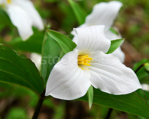 White Trillium Stock photo © elenaphoto