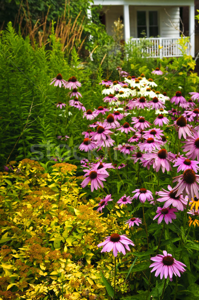 Woon- tuin landscaping paars bloem natuur Stockfoto © elenaphoto