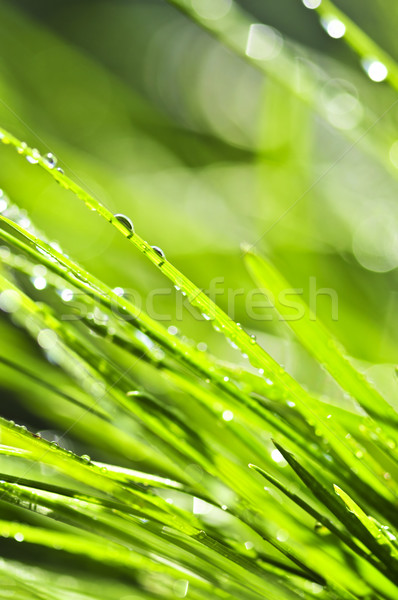 [[stock_photo]]: Herbe · verte · naturelles · herbe · résumé · nature