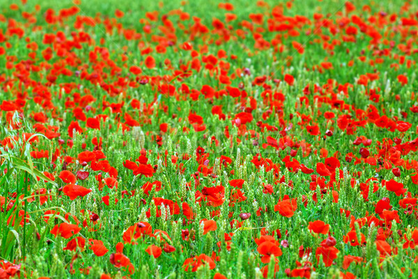 Grano papavero campo rosso papaveri crescita Foto d'archivio © elenaphoto