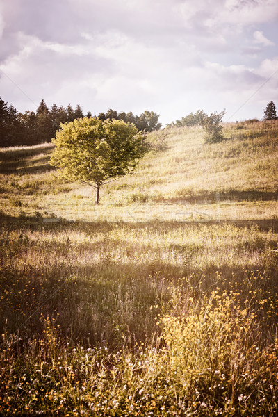 Copac vară peisaj Imagine de stoc © elenaphoto