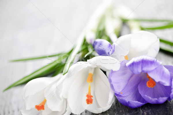 Foto stock: Primavera · açafrão · flores · fresco · cortar · branco