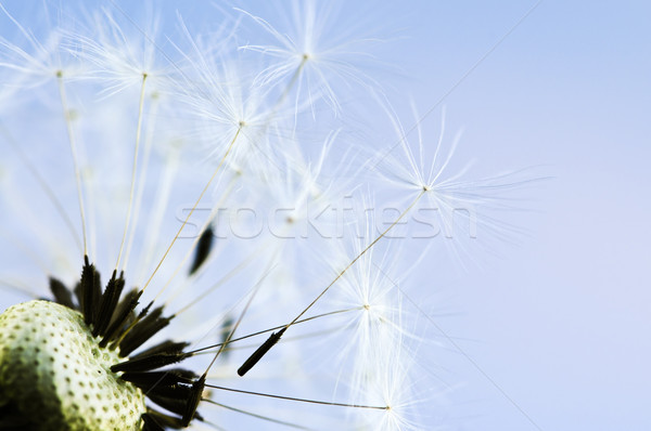 Păpădie macro seminţe Blue Sky fundal albastru Imagine de stoc © elenaphoto