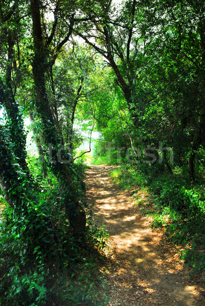 Forest path Stock photo © elenaphoto