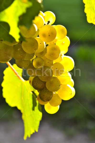 żółty winogron rozwój winorośli jasne słońca Zdjęcia stock © elenaphoto