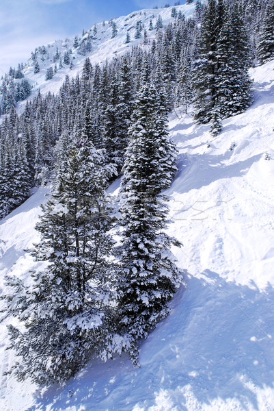Ski tracks in mountains Stock photo © elenaphoto