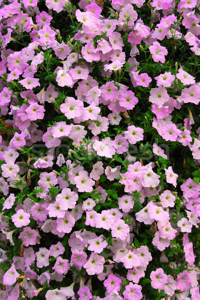 Petunia wall Stock photo © elenaphoto