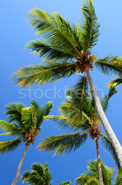 Palms on blue sky background Stock photo © elenaphoto