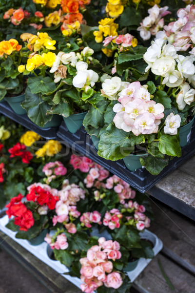 Flowers for sale in nursery Stock photo © elenaphoto