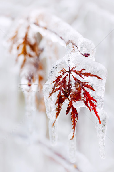 Glaciale hiver feuille arbre couvert glace [[stock_photo]] © elenaphoto